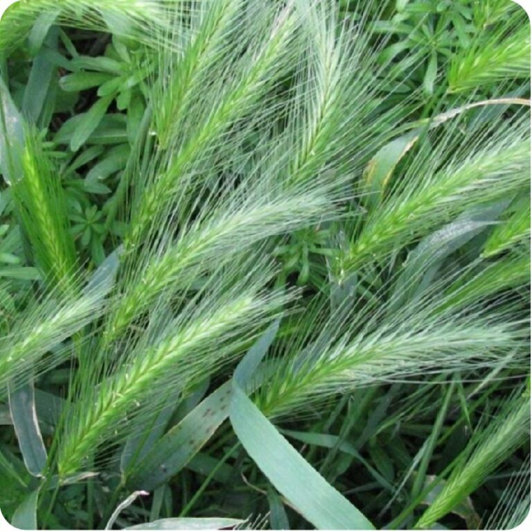 ORZO SELVATICO Lengua Medra